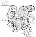 Octopus vulgaris (poulpe commun ou pieuvre)